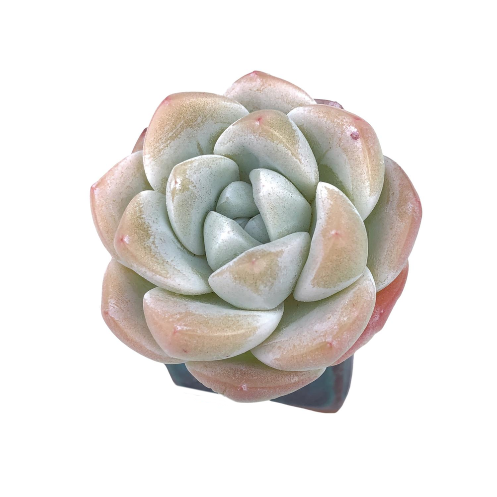 Echeveria Ice Green, (Small)