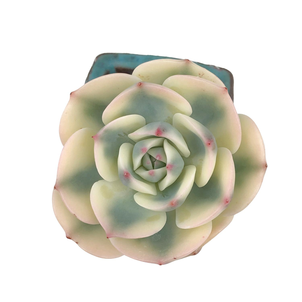 Echeveria Lenore Dean, Variegata (Thick Leaf)