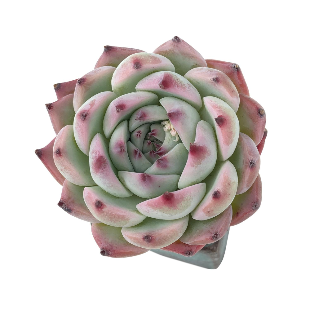 Echeveria Momotarou