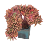 Echeveria Quintus, Cristata