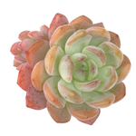 Echeveria Starmark