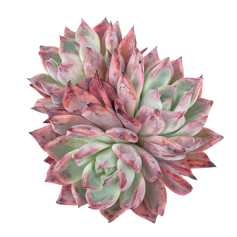 Echeveria Black Swan