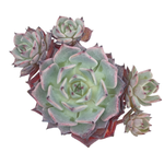 Echeveria Laulensis