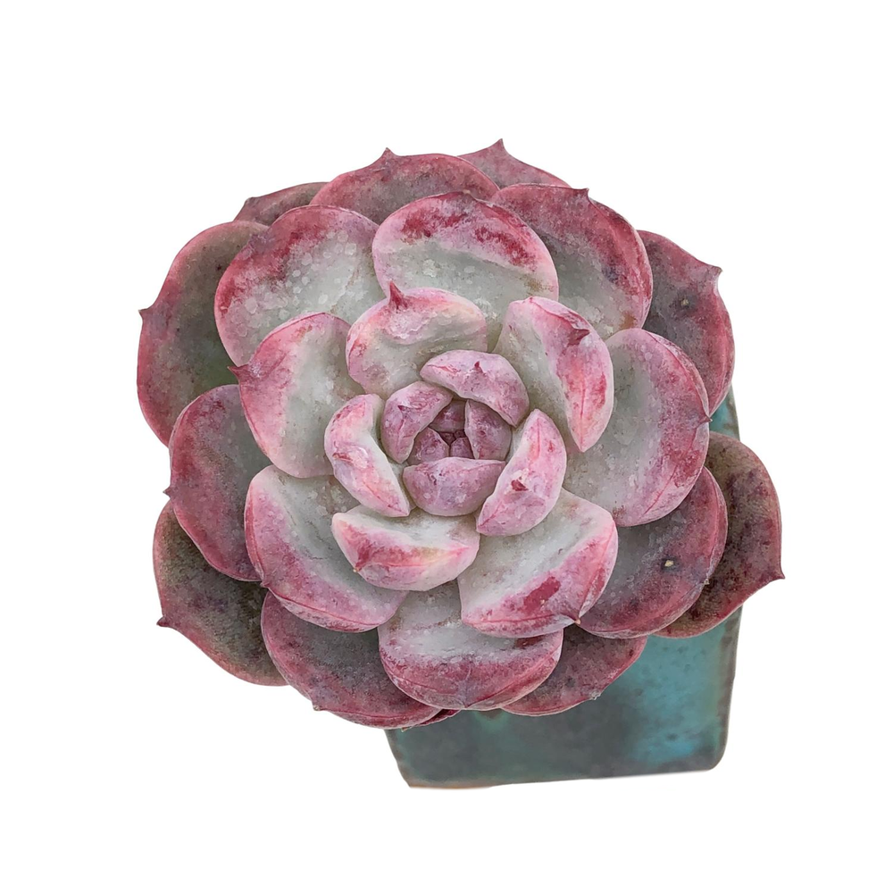 Echeveria Cherry Blossom