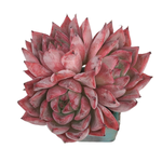 Echeveria Black Swan