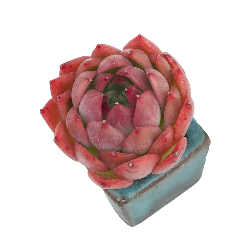 Echeveria Agavoides Angela Star