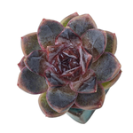 Echeveria White Soul