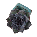 Echeveria Black Bear