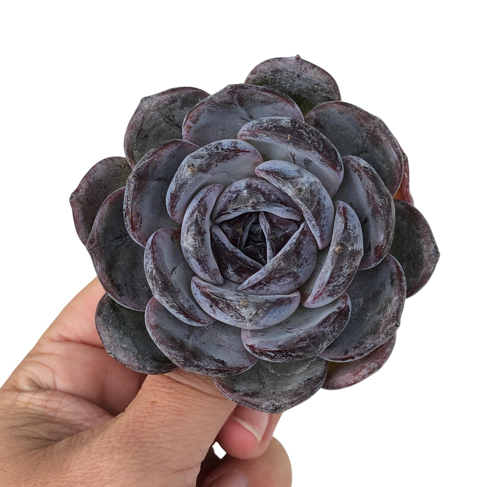 Echeveria Dark Opal