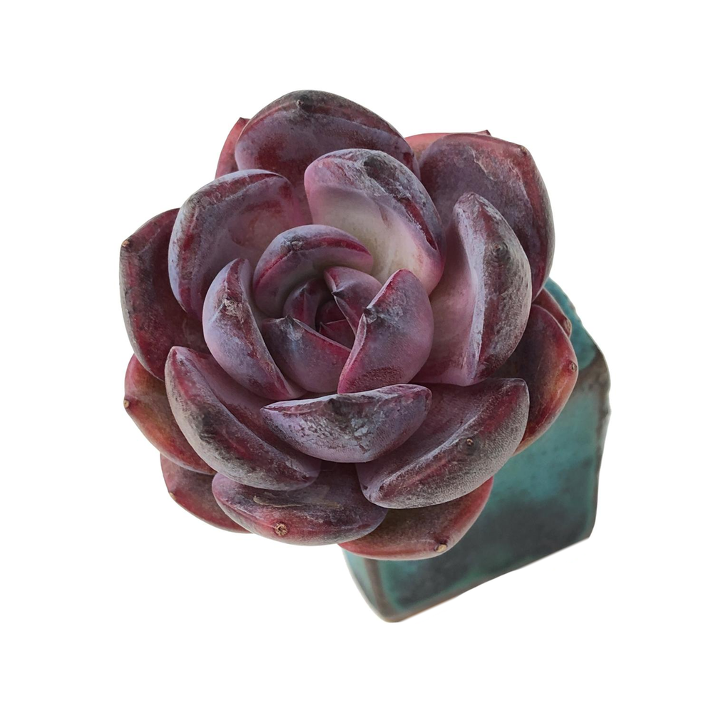 Echeveria Odette