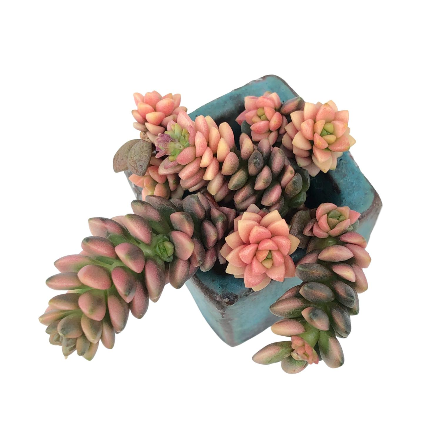 succulent little gem Cremnosedum Little Gem, Variegata – Cedar Creek Farmhouse