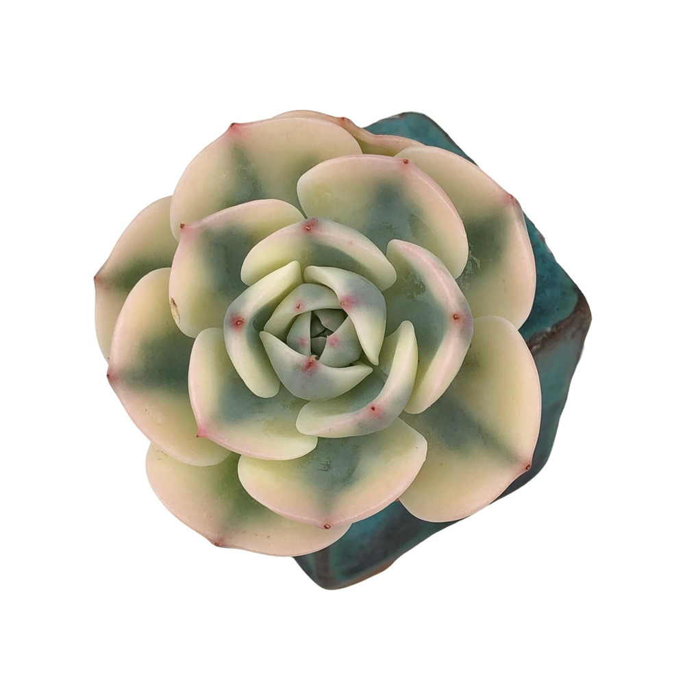 Echeveria Lenore Dean, Variegata (Thick Leaf)