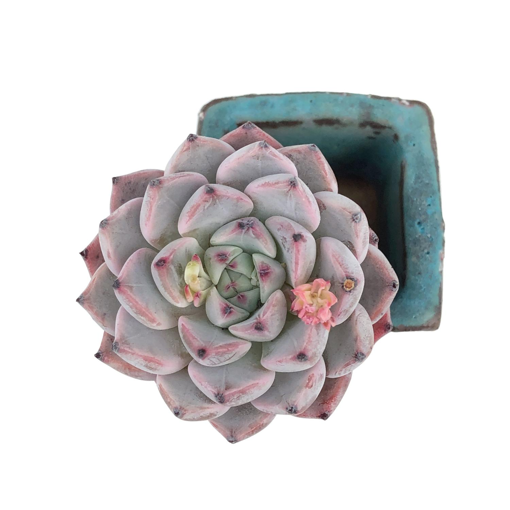 Echeveria Alice Blue