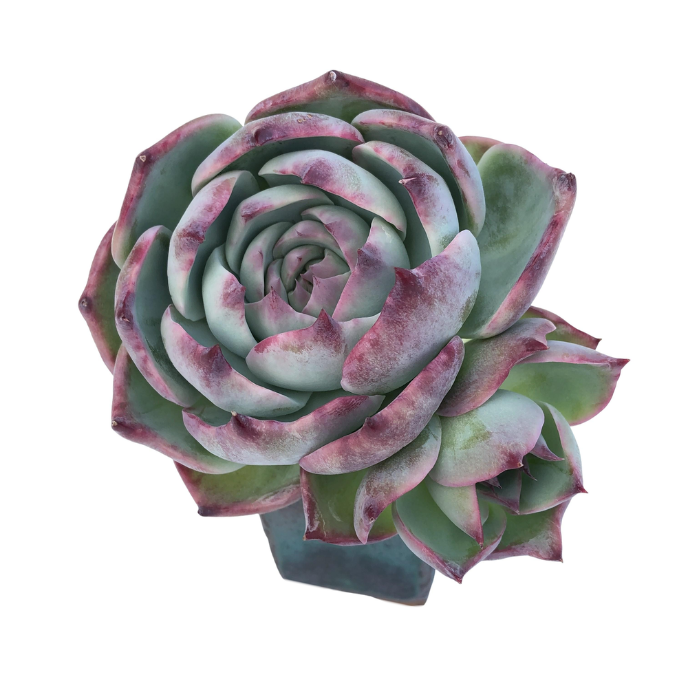 Echeveria Casio, Variegata