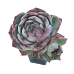 Echeveria Casio, Variegata