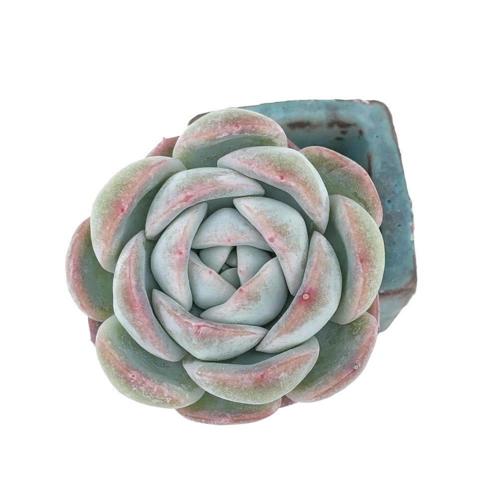 Echeveria Milk Rose