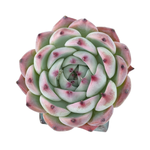 Echeveria Momotarou