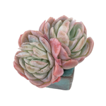 Echeveria Raspberry Ice