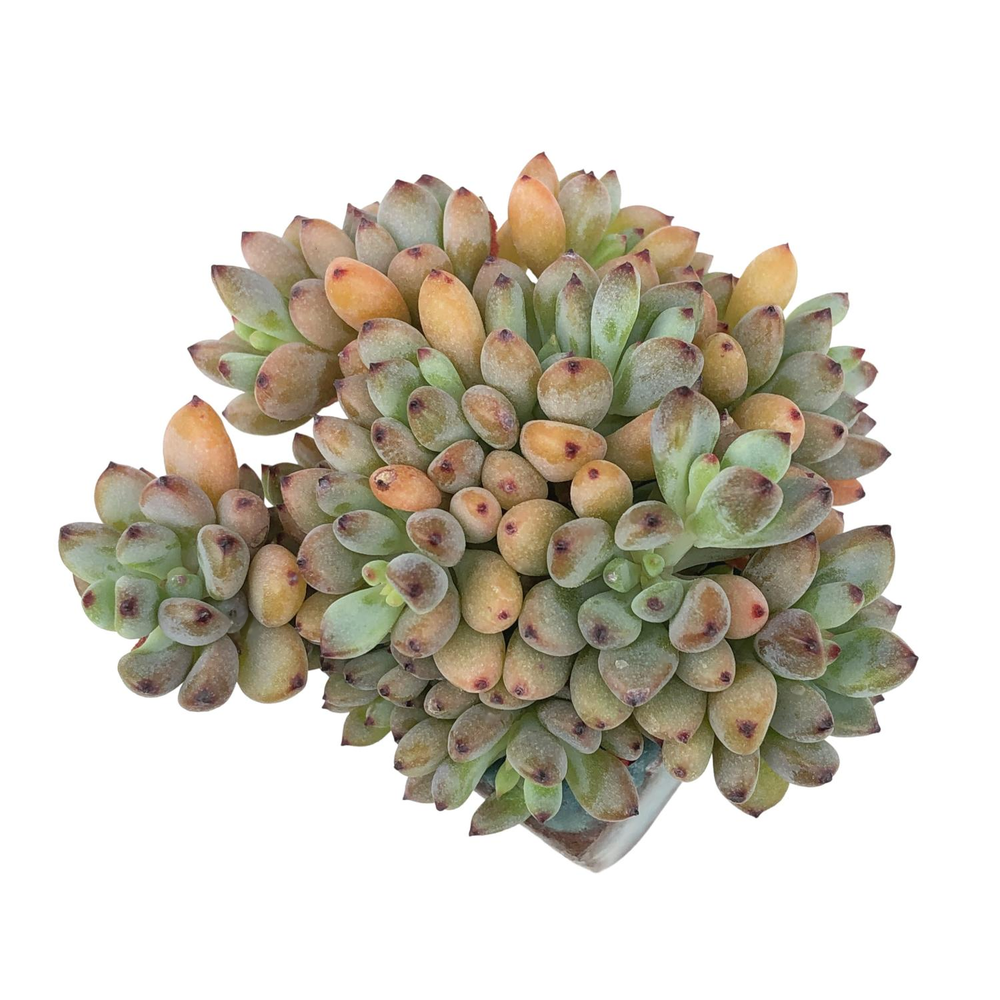 Graptopetalum Black Berry, Mini Cluster