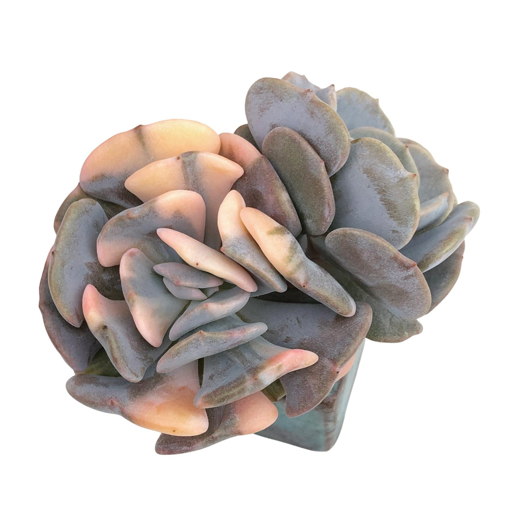 Echeveria Cubic Frost, Variegata (Separate Stems)