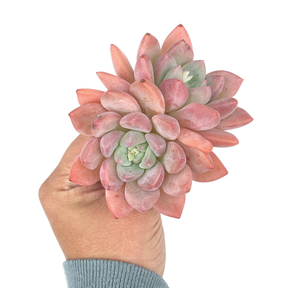 Echeveria Arteusa, Double