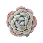 Echeveria Sp.