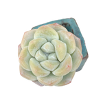 Echeveria Ice Green, (Small)