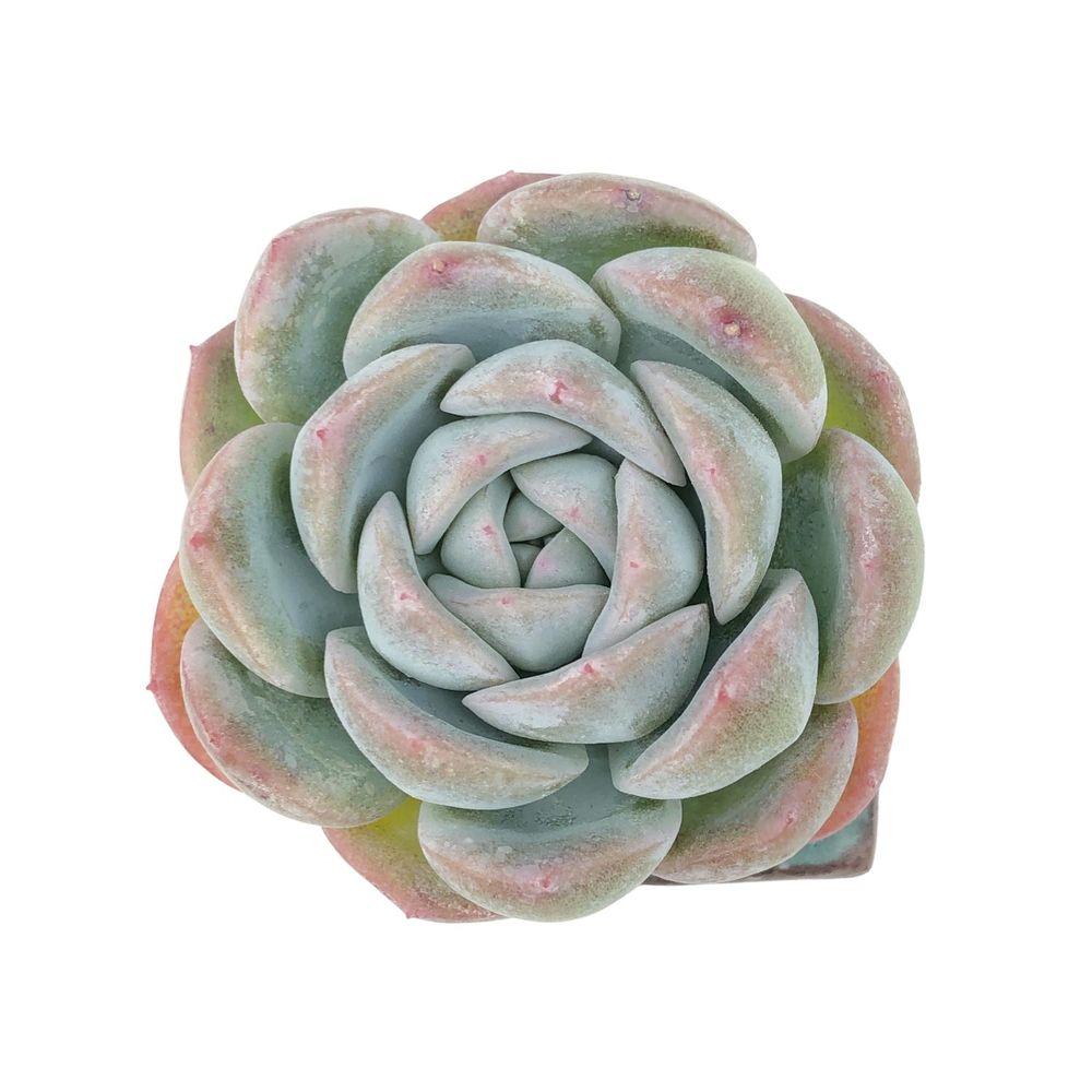 Echeveria Milk Rose