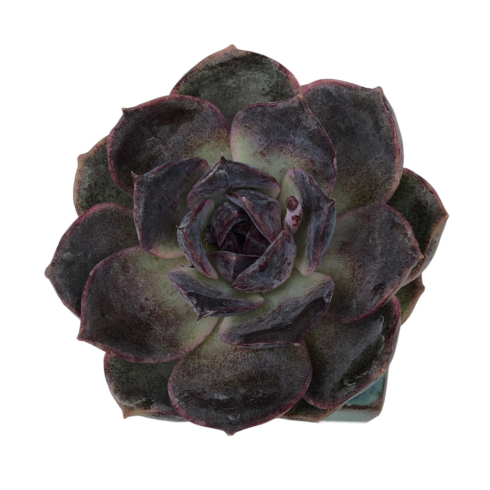 Echeveria Purple Stone