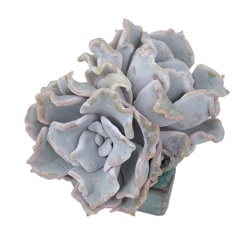 Echeveria Crispate Beauty, Double