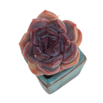 Echeveria Dark Chocolate Hybrid