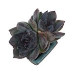 Echeveria Black Bear, Double