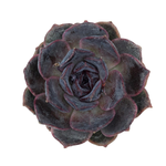 Echeveria Purple Stone