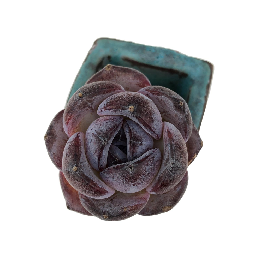 Echeveria Dark Opal, Small