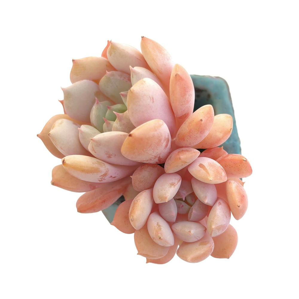 Echeveria Clara, (Small)