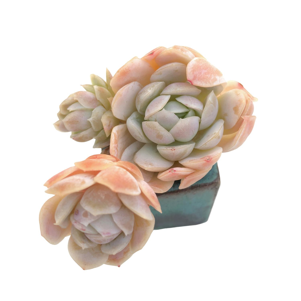 Echeveria Raspberry Ice