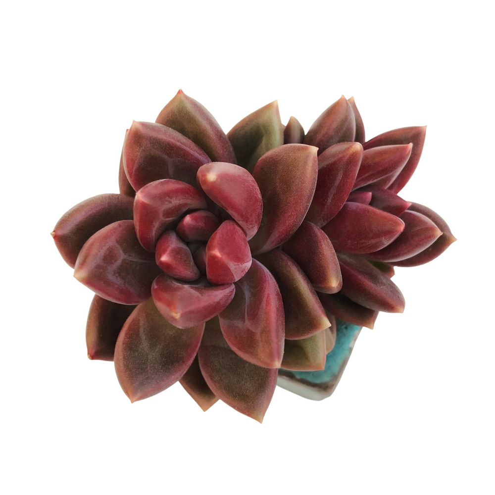 Echeveria Tivoli, Double