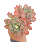 Echeveria Arteusa, Double