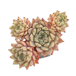 Echeveria Zaragosa, Cluster