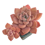 Echeveria Hyastone