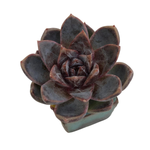 Echeveria White Soul