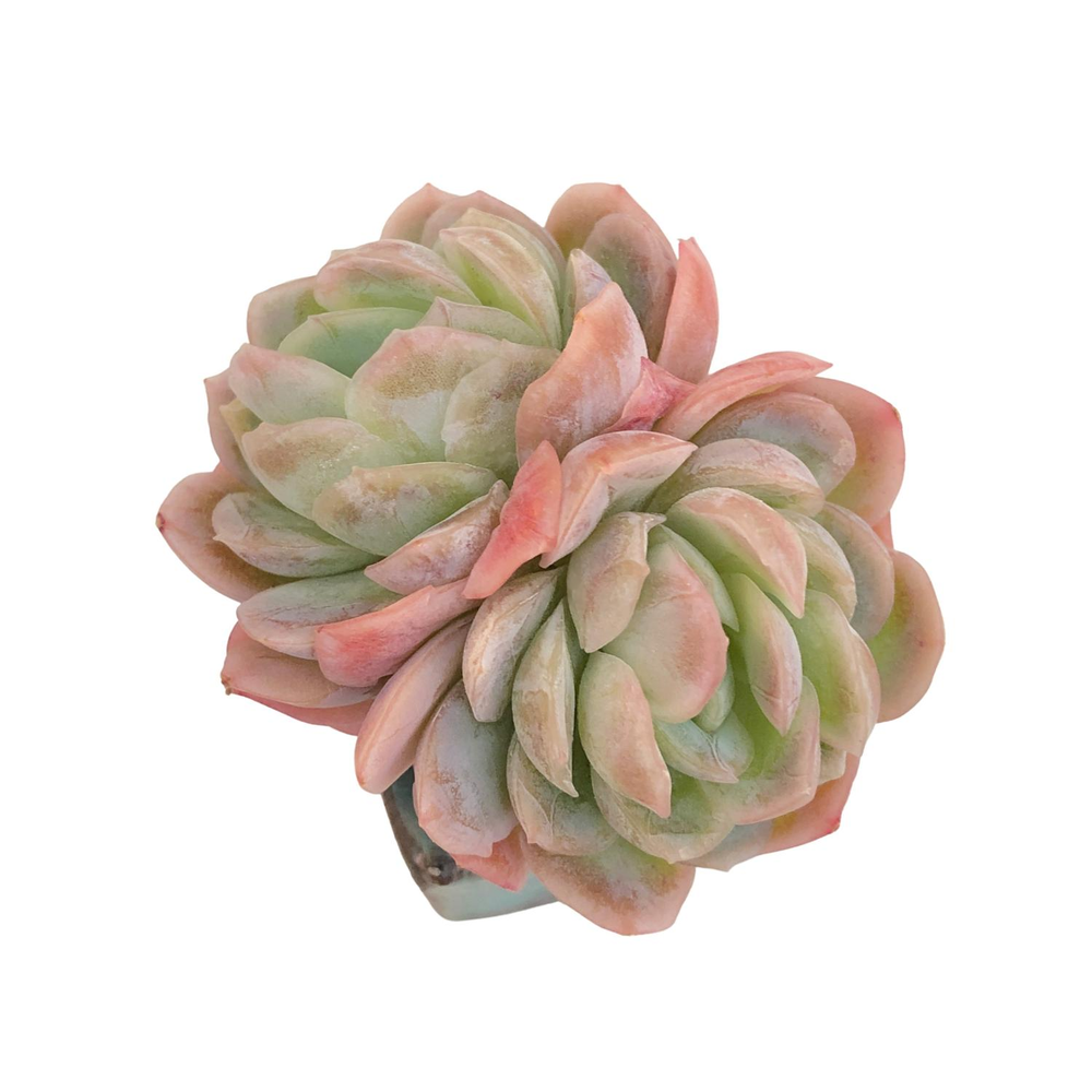 Echeveria Raspberry Ice