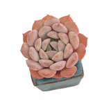 SPECIAL! JUST CART!! Echeveria Clara, Even if you don't purchase, some announcements inside :)