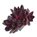 Echeveria Pine Rose, Cluster