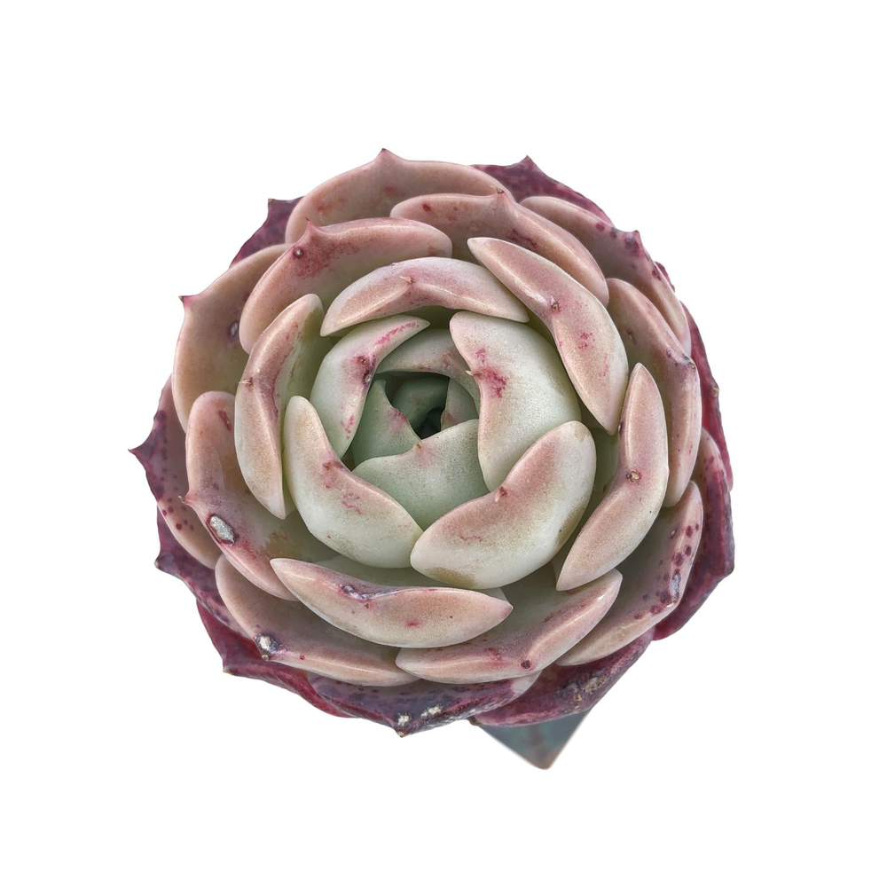 Echeveria Gold Light