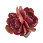 Echeveria Red Tan, Double