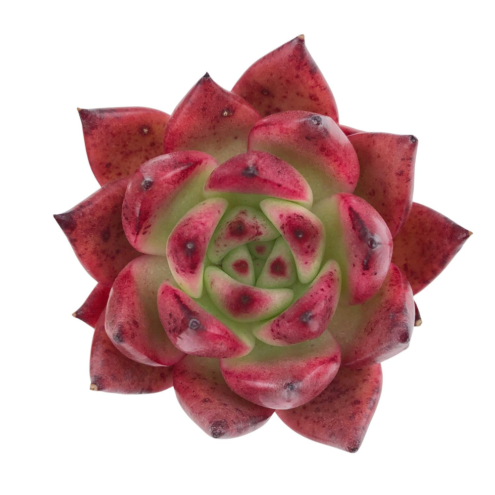 Echeveria Amestro