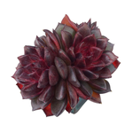 Echeveria Red Chocolate, Double