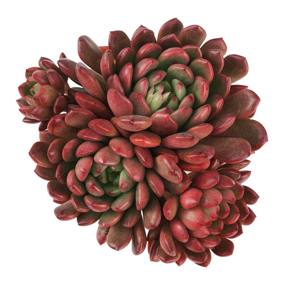 Sedeveria Pink Ruby, Large Cluster