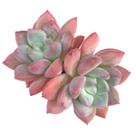 Echeveria Arteusa, Double